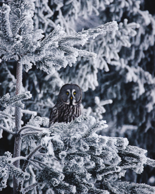 90377 - Great Grey Owl by Niilo Isotalo