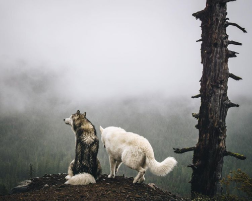 girlinthepark - Loki The Wolfdog |Willamette National Forest. 