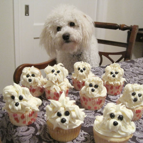 awesome-picz:Pets Having Better Birthday Parties Than You.
