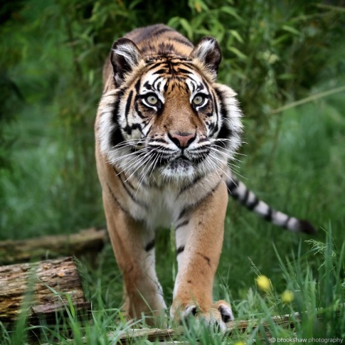 A beautiful female Sumatran Tiger named Puna at WHF Big Cat...