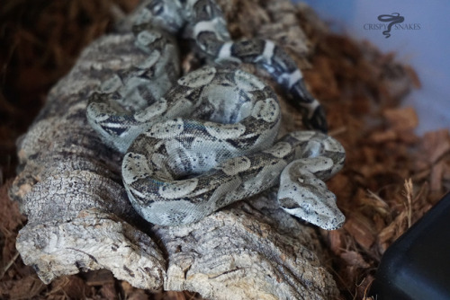 crispysnakes - 17JASxOOLSome updated baby shots, colors are...