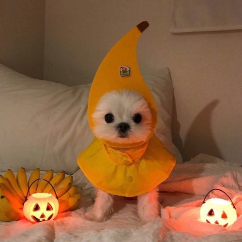 babydogdoo:Halloween is coming and my dog is excited