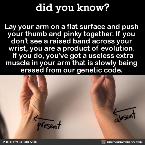 did-you-kno-lay-your-arm-on-a-flat-surface-and