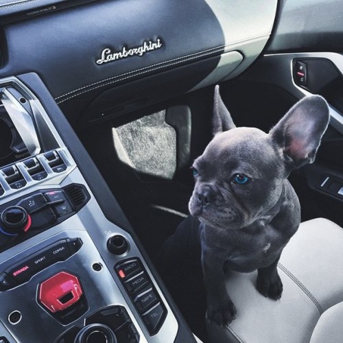 babydogdoo - The dogs love the car@buldog-of-chaos
