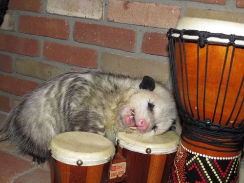 opossummypossum - Percival!