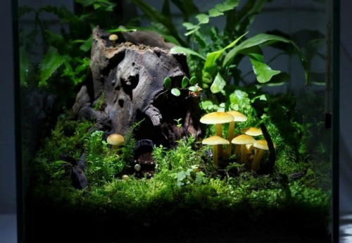 sosuperawesome - Mushroom Terrariums, by Kinocorium on Instagram