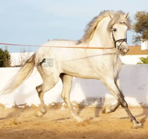 scarlettjane22 - Spanish Dream Princewhite PRE stallion...