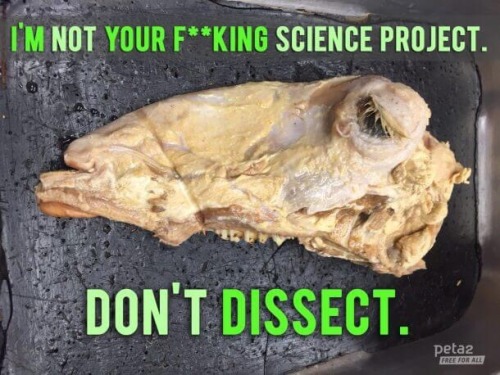 Don’t dissect!