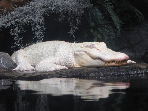 pocula - Albino Alligator
