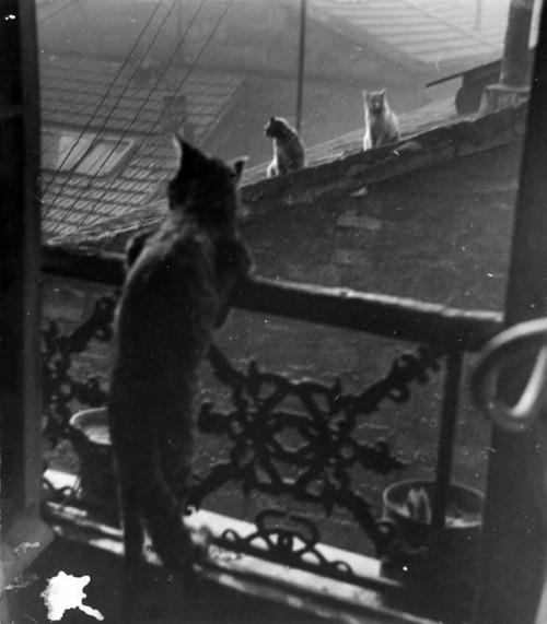 flashofgod:Edouard Boubat, Réunion de chats, 1948.