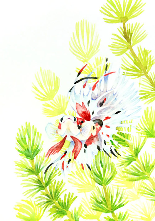 coconome - クラウンテールの鯉ベタを描きました！——I painted a koi crowntail...