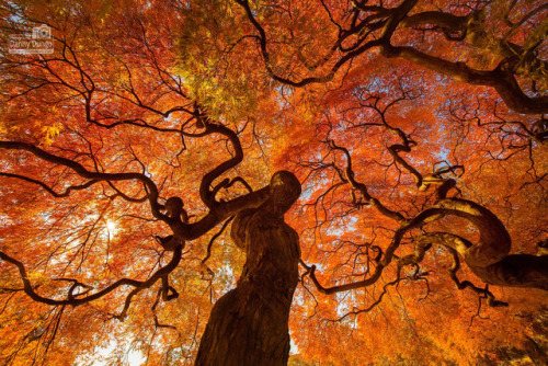 coiour-my-world:Autumn tree at Shinjuku Gyoen National Park |...