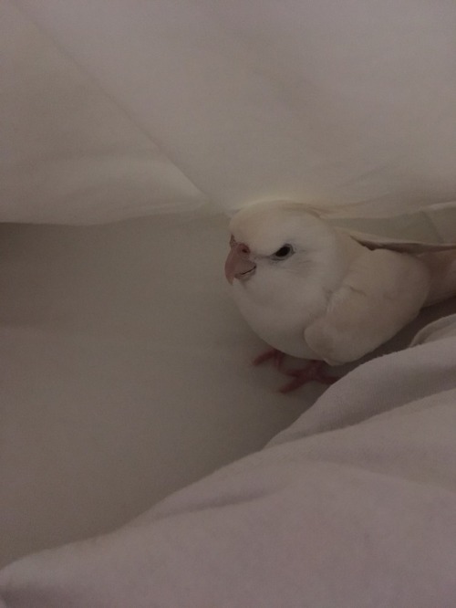 eben-the-cockatiel:He likes to get under the covers and be Angry...