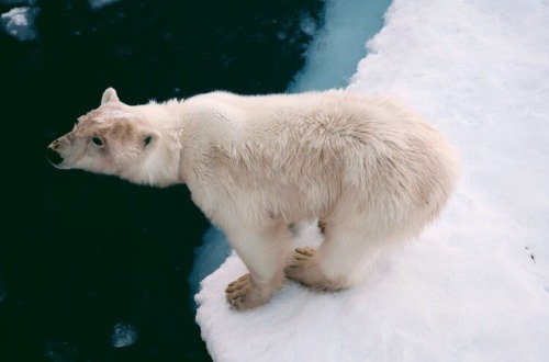 thoughtsforbeees - the melting world // Svalbard, Norway