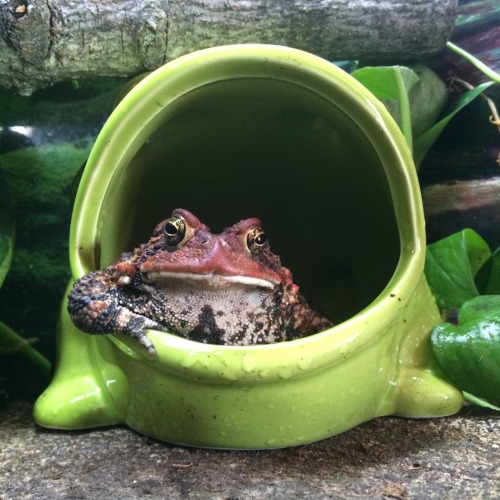 thebuttkingpost:toadschooled:This 5 dollar ceramic frog is...