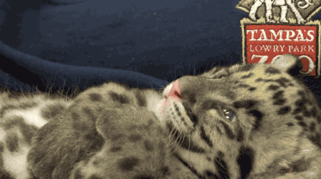 buddy-berry:gifsboom:Clouded Leopard Cub. [video]The...
