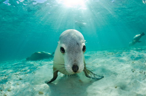 thelovelyseas:Rare and endangered Australian Sea Lion (Neophoca...