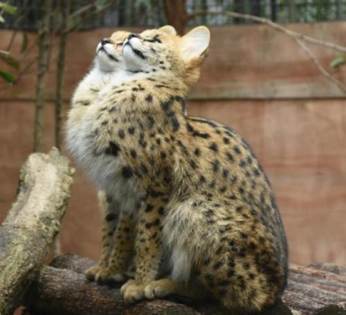 pastelvaporwave:cuteanimals-only:Serval cat see, serval cat...