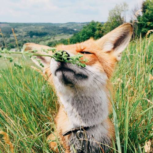 everythingfox - In case you had a bad day