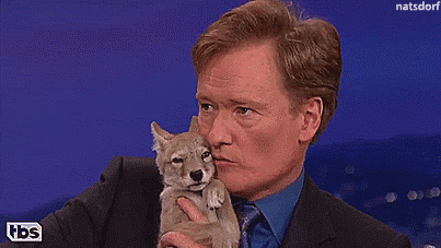thenatsdorf:Conan falls in love with a coyote pup. [full...