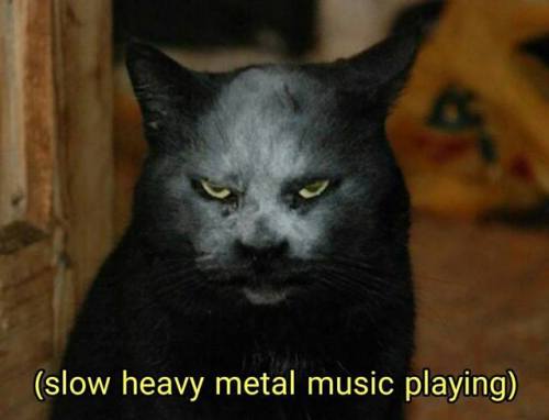 creaturesofnight - catsbeaversandducks - Via Slow Heavy Metal...