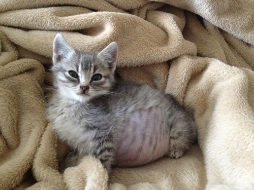 kittehkats - It’s Tummy Time! A post shared by Atlanta...