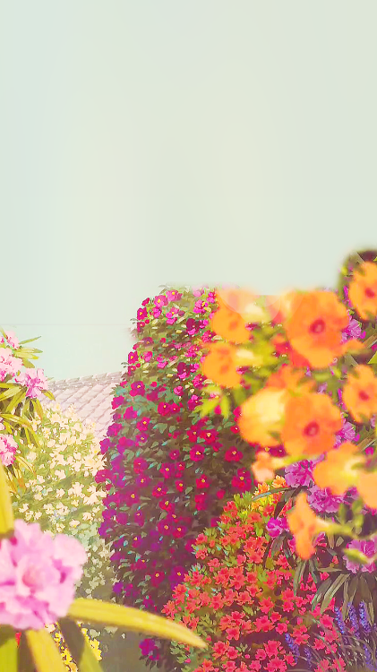 aprettyfire:Ghibli + Flowers
