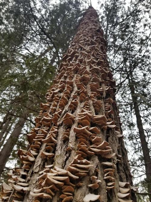 multifacetedmushrooms - The base of this tree was chewed by...