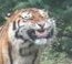 popcorn-taffy - dildoreo - dildoreo - one time i took a picture of a tiger at the zoo and the tiger...