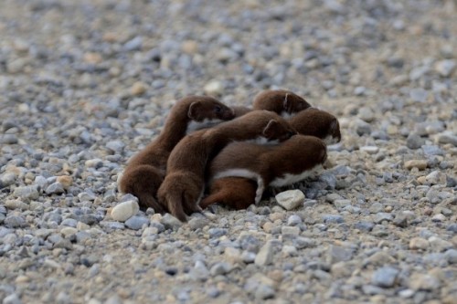 fatass-mcnotits:a group of weasels can be called a confusionit...