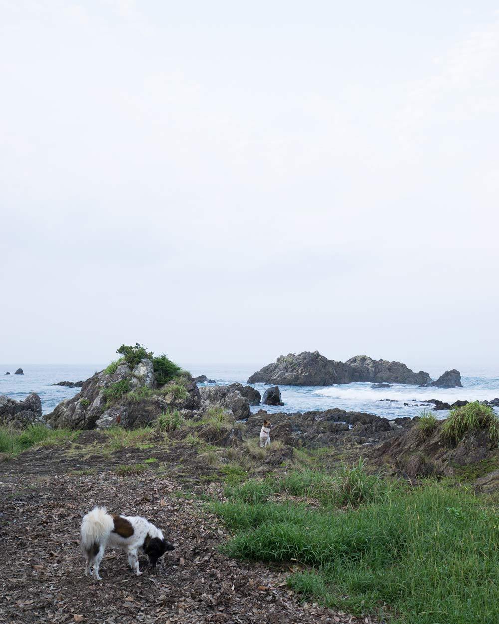 屋久島の海、犬