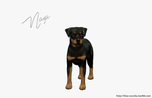 blue-ancolia:Bonus: Meet Naya, an adorable puppy Rottie. Take...