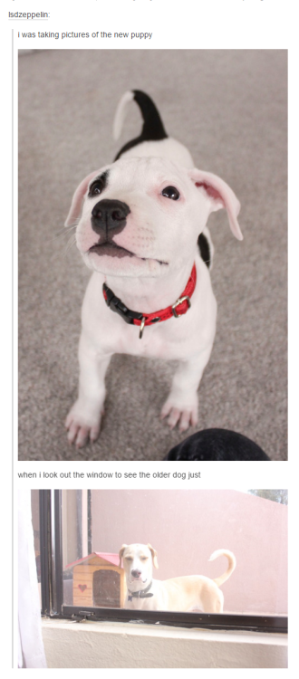 itsstuckyinmyhead - Dogs and Tumblr