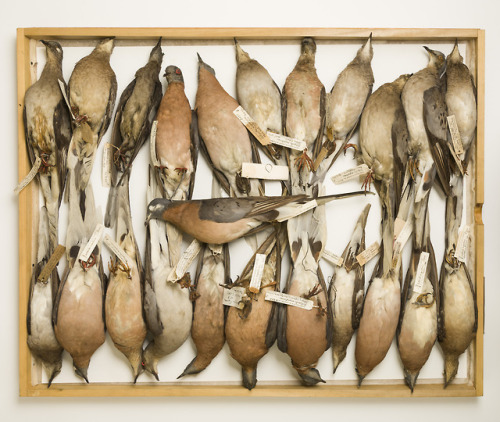 sixth-extinction - A large collection of Passenger pigeons...