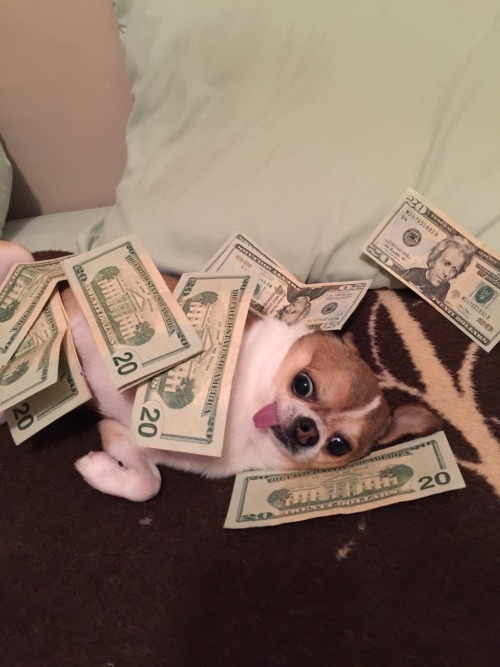 glitterystarseed - $$$Reblog the money dog$$$Here doggy