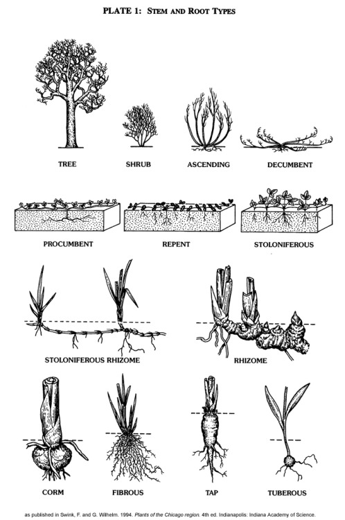 lark-in-ink - linenandwool - How to Describe PlantsTag urself...