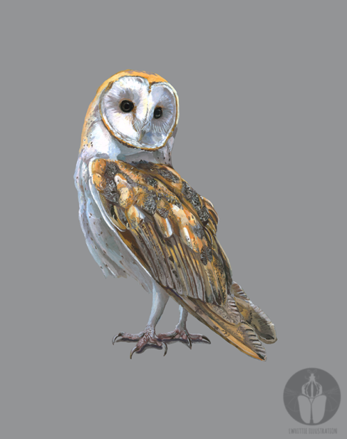 lwhittie - Barn owl scanned version Holbein acryla gouache on...