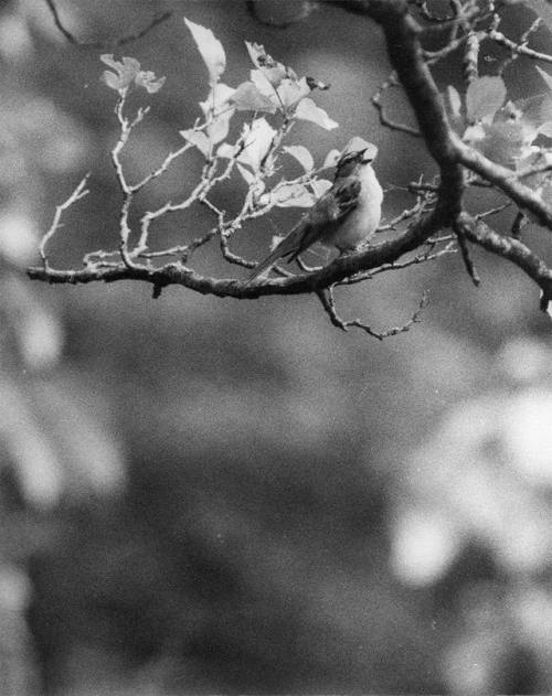 heartbeat-of-leafy-limbs - JOCHEN LEMPERT Singing Bird [2015]