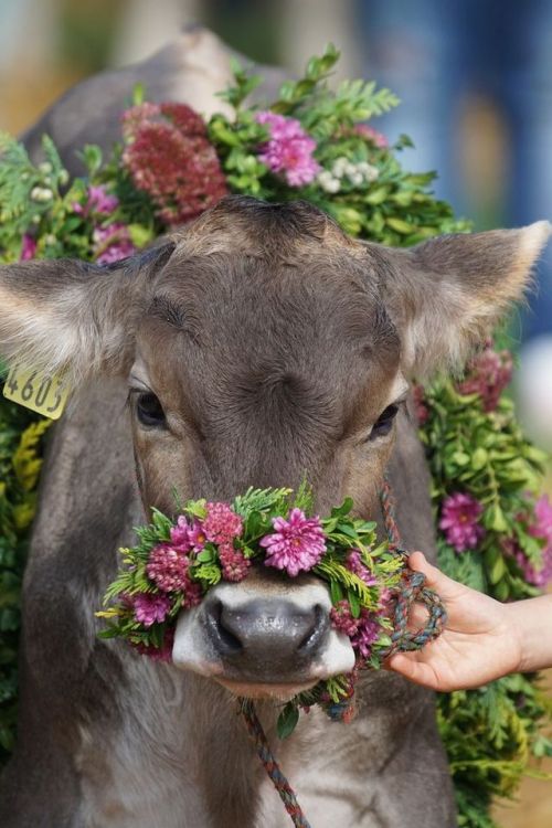 laicawitch:gulltown:ainawgsd:Cows with Flower...
