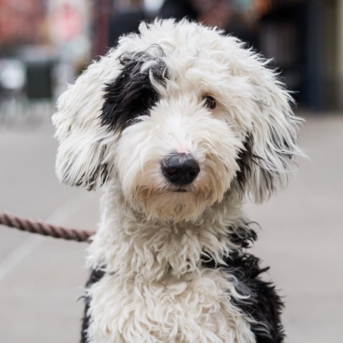 thedogist - Otto, Sheepadoodle (1 y/o), 4th & Lafayette St.,...