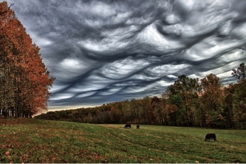 pittykitty - Nature - No Photoshop required.1. Lenticular...
