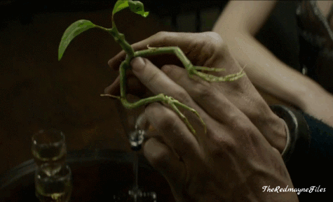theredmaynefiles - Pickett the Bowtruckle“I’m obsessed with...