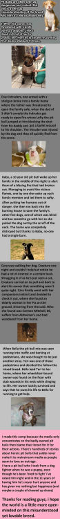 srsfunny - Why Pit Bulls Are Seriously Misunderstood