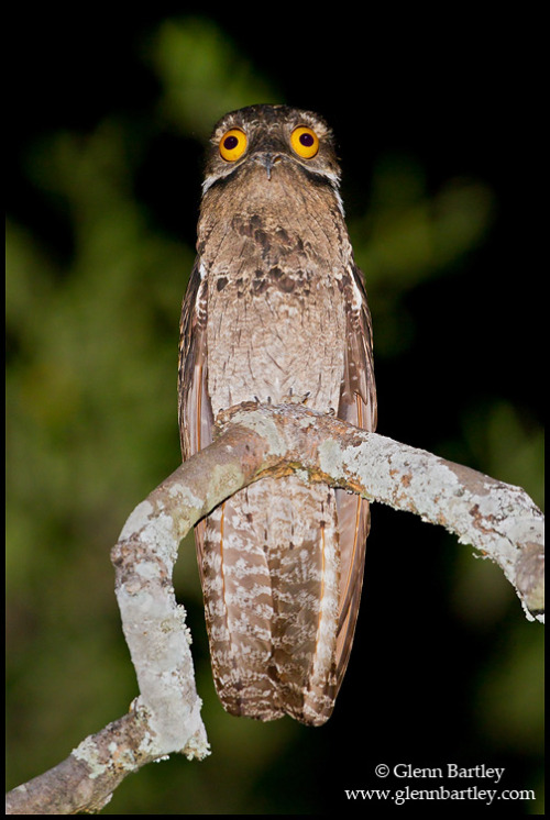 unleashed-rage:This is a potoo post.