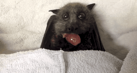 yelyahwilliams:gifsboom:Flying Fox Bat Happily Stuffs Her...