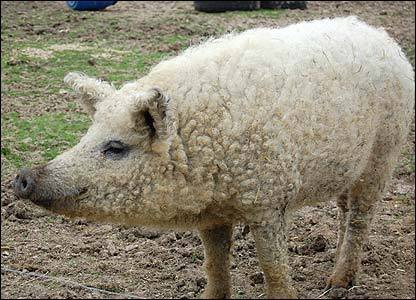 sissyhiyah - sixpenceee - Mangalitsa is a natural breed of pigs...