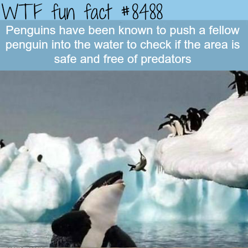 wtf-fun-factss - Penguins can be assholes - WTF fun facts