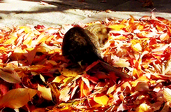 youthxcrew69:THIS IS A CAT PLAYING IN FALL LEAVES THIS IS VERY...