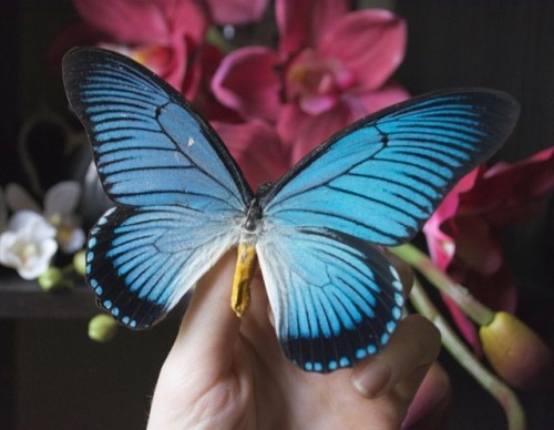 The Giant Blue Swallowtail is an African butterfly species...