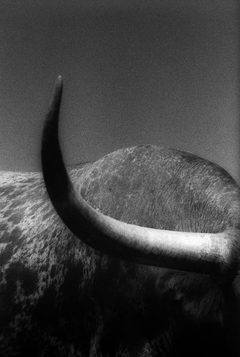 yama-bato:Steer #7, Art, Texas Burton Pritzker